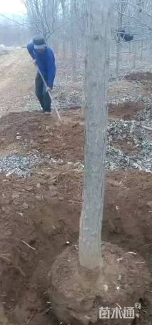 12公分速生楸树