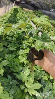 高度20厘米八角金盘