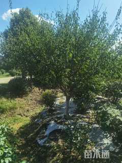 10公分骨里红梅