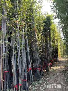地栽苗紫竹