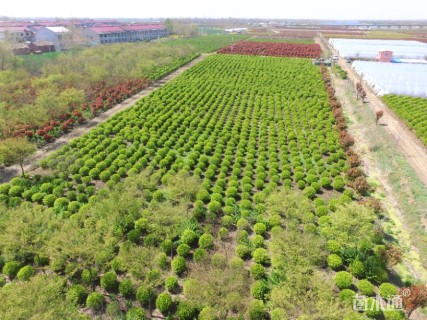 冠幅100厘米金叶女贞球