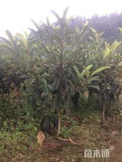 高度80厘米蜂糖李