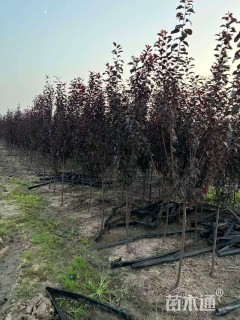 5公分紫叶李