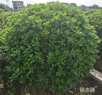 冠幅150厘米海桐球