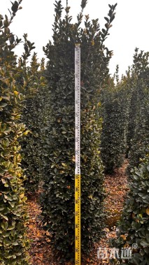 高度200厘米大叶黄杨柱