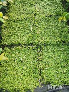 高度10厘米姬岩垂草