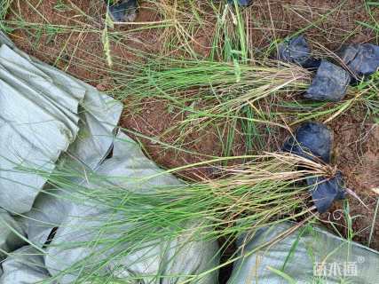 高度30厘米细叶芒