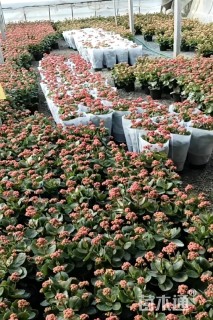 高度20厘米长寿花