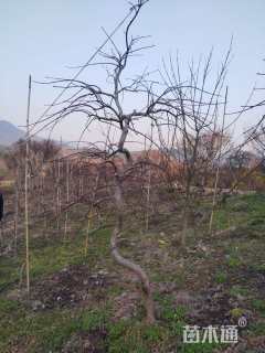 高度120厘米羽毛枫