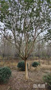 15公分四川红紫薇