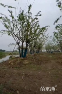 10公分(5杆)丛生朴树