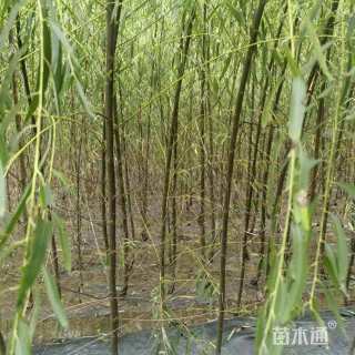 1公分垂柳