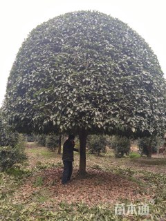 20公分桂花