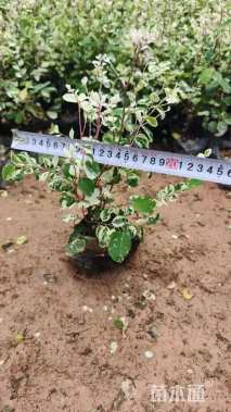 高度20厘米雪花木