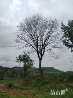 50公分榔榆