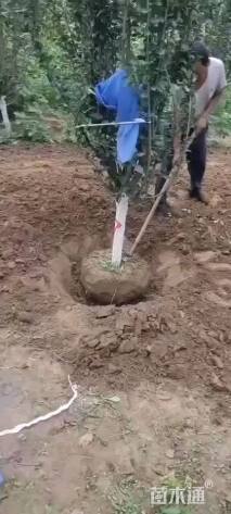 12公分西府海棠