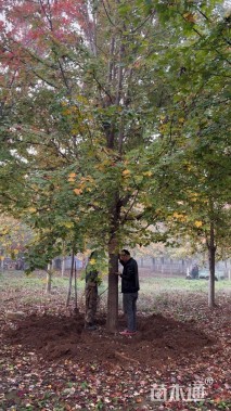 24公分美国红枫