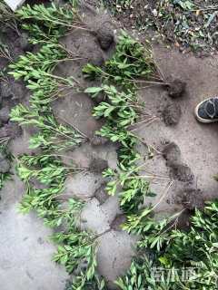 高度30厘米毛鹃