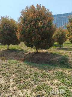 18公分红叶石楠