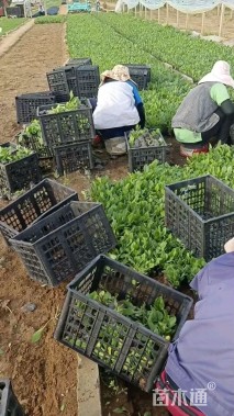 高度15厘米黑心菊