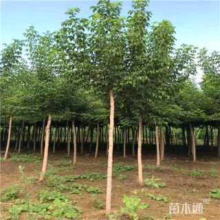 10公分绿叶复叶槭