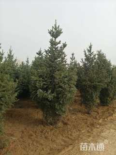 高度400厘米云杉