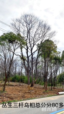 90公分(3杆)丛生乌桕