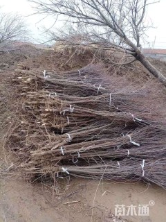高度150厘米柽柳