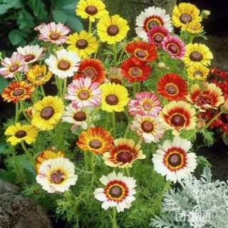 花草种子花环菊种子