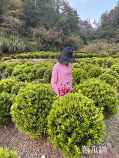 冠幅80厘米罗汉松球