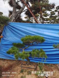 高度100厘米黑松