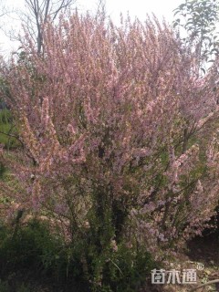 高度90厘米丛生榆叶梅