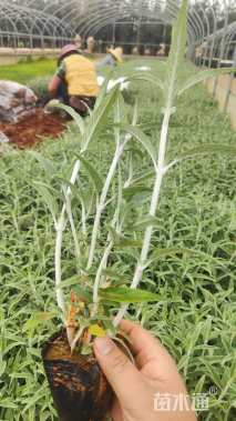 高度25厘米墨西哥鼠尾草