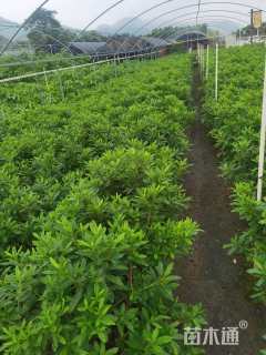 冠幅80厘米毛鹃球