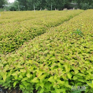 高度30厘米金山绣线菊