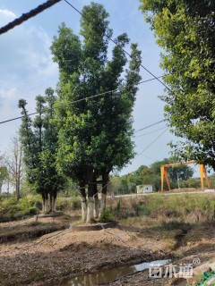 80公分丛生香樟