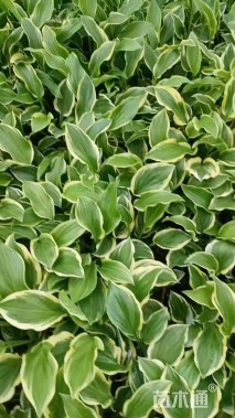 高度30厘米金边玉簪