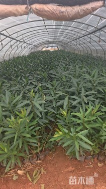 高度50厘米夹竹桃