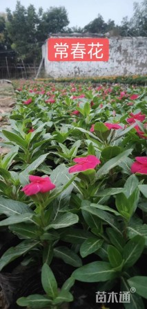 高度30厘米国庆菊