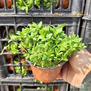 高度10厘米千屈菜