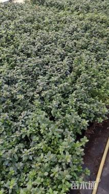 高度30厘米夏鹃