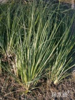 高度10厘米矮蒲苇