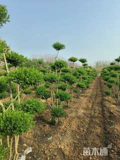 5公分造型小叶女贞