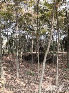 5公分榉树