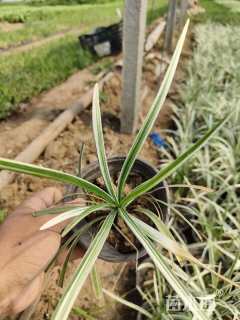 高度20厘米沿阶草