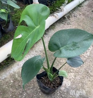 30厘米龟背竹