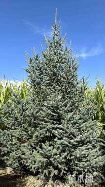高度630厘米青扦云杉