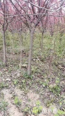 6公分北美海棠