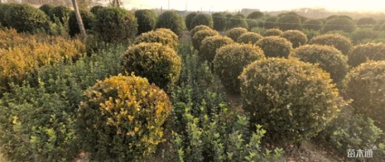 冠幅80厘米瓜子黄杨球