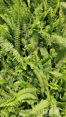 高度20厘米肾蕨